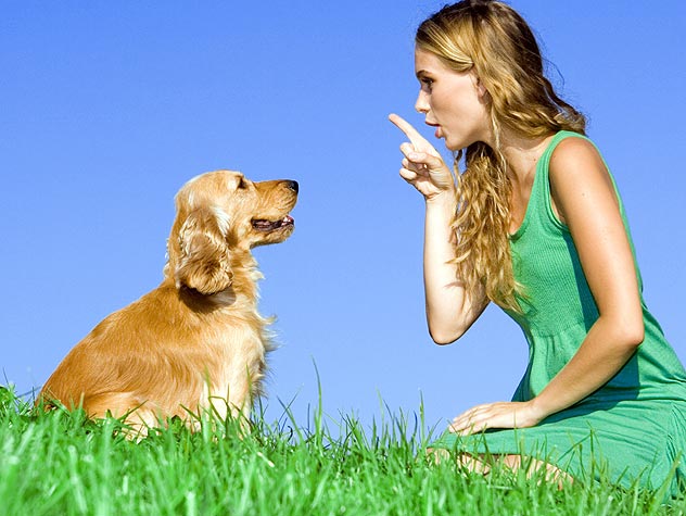 how-can-i-train-to-become-an-animal-behaviorist